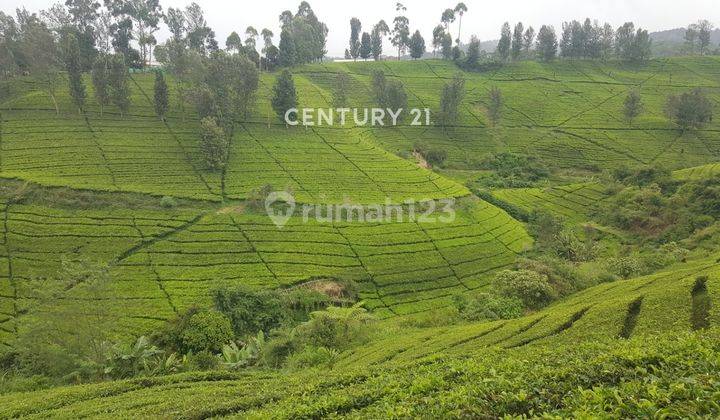 Tanah Kebun Teh Di Pasir Eurih Ponderosa Tenjolaya Ciwidey 2