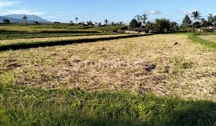 Tanah 50 Are Di Jatiluwih Tabanan Jl