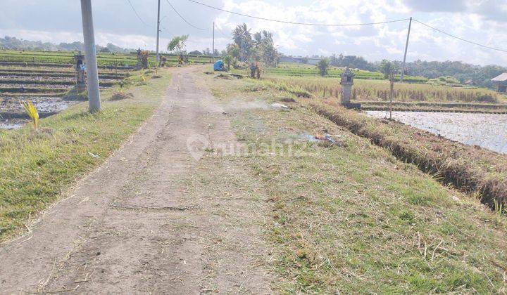 Dijual Lahan Basah Strategis di Kerambitan Tabanan SHM 150m2 2