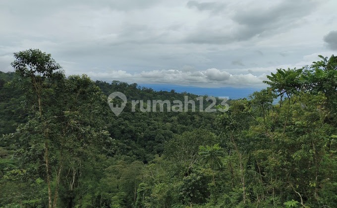Kavling Lahan Kebun Durian Musang King Di Penebel Tabanan