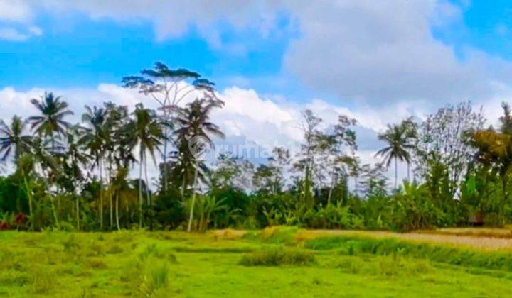 Sewa Tanah View Sawah Di Pejeng Kangin, Gianyar Vr 2 2