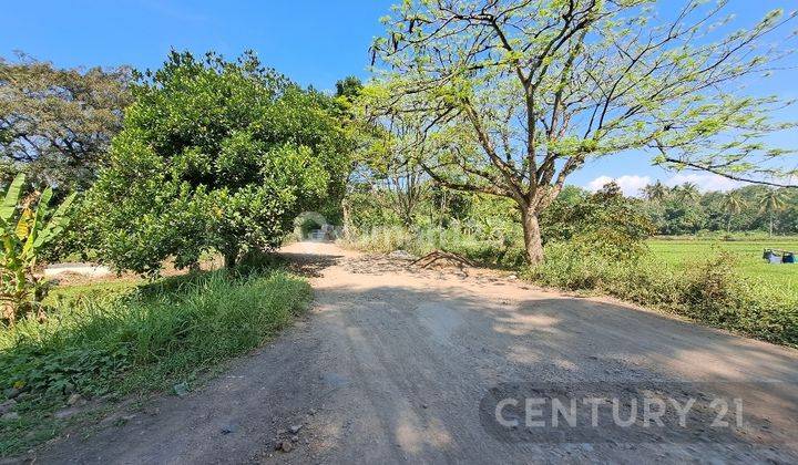 Tanah 3 Km Dari Kota Cianjur Zona Kuning 2