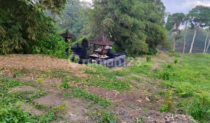 Tanah 1 Ha Cocok Untik Vila Di Cemagi Tanah 1 Ha Cocok Untik Vila Di Cemagi