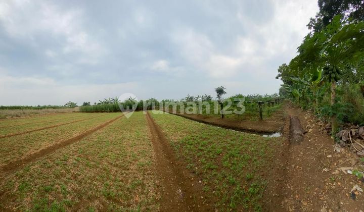 Dijual Tanah Kebun Di Kampung Bojong Kecamatan Kemang 1 Jutaan 