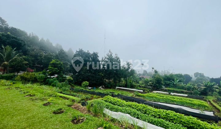 Garden View Land, Mountain Suitable for Villa, Ciapus Near Highland Garden View Land, Mountain Suitable for Villa, Ciapus Near Highland