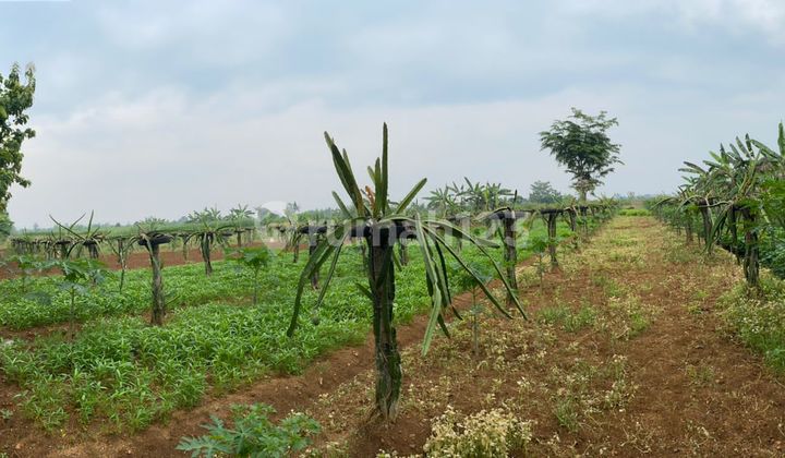 Dijual Tanah Kebun Di Kampung Bojong Kecamatan Kemang 1 Jutaan Dijual Tanah Kebun Di Kampung Bojong Kecamatan Kemang 1 Jutaan