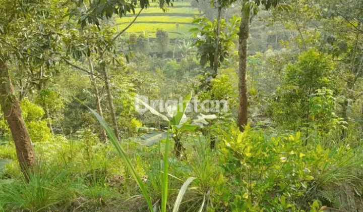 TANAH KEBUN DI BARENG SAWAHAN NGANJUK 1