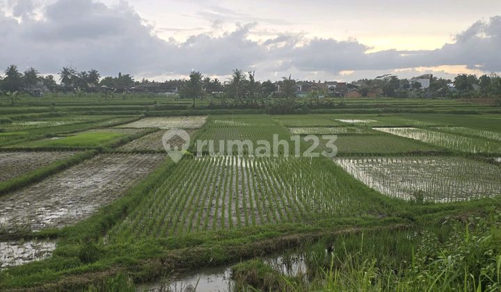 Dijual Cepat Tanah Sawah Produktif Sucenjurutengah Bayan.purworejo Jawa Te.gah