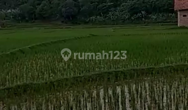 Di Jual Tanah Residensial di Kp Lawang Taji Desa Bunar Kecamatan Cigudeg Kabuapaten Bogor