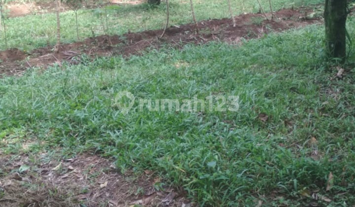 Jual Tanah di Ciawi Kabupaten Bogor Jual Tanah di Ciawi Kabupaten Bogor