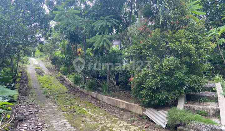 Jual Cepat Kebun Probolinggo, NEGO SAMPAI DEAL 