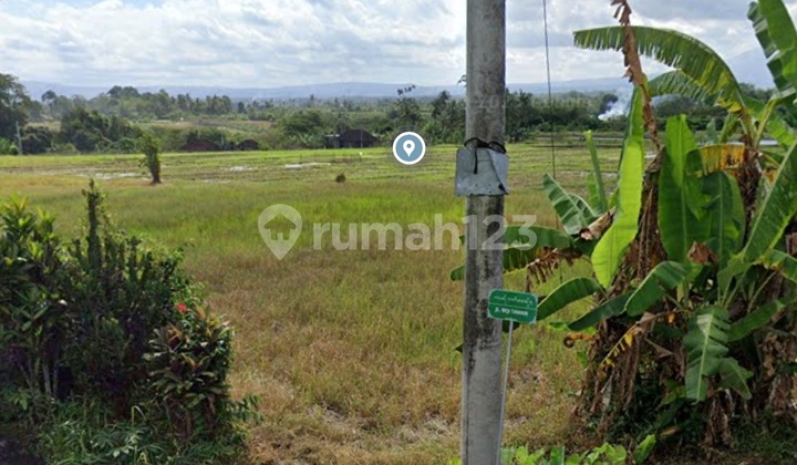 Tanah Dijual Dekat Pantai Kelating Tabanan Bali Tanah Dijual Dekat Pantai Kelating Tabanan Bali