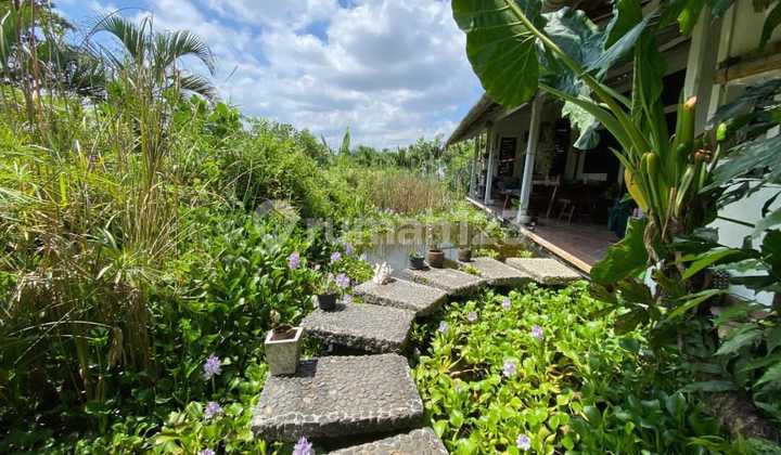 Dijual Tanah Sudah Terdapat Bangunan Di Dalung Di Dekat Canggu