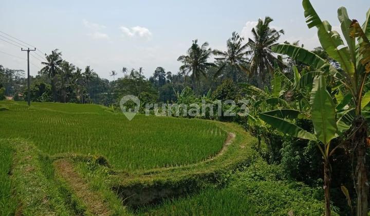 1.47 Hectares of Land for Sale in Ubud, Gianyar, Bali