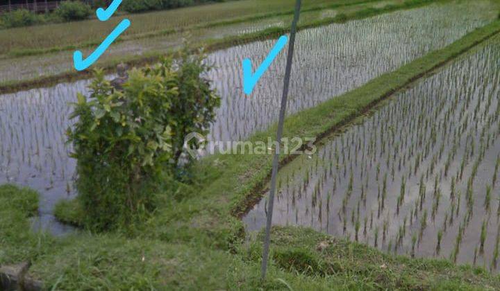 Agricultural Land For Sale In Babahan Penebel Area 2