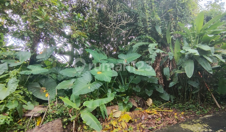 2 Are of land in Central Ubud, suitable for building a villa. 2 Are of land in Central Ubud, suitable for building a villa.