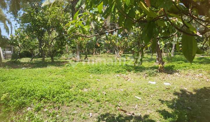 18 Are Land in Timpang, Kerambitan, Tabanan Near Tourist Attractions 18 Are Land in Timpang, Kerambitan, Tabanan Near Tourist Attractions