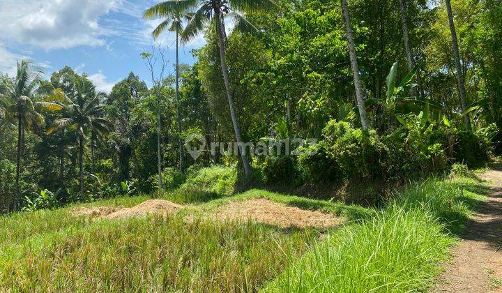 Tanah 52 Are di Wanagiri Kauh Selemadeg Tabanan Lingkungan Asri 2