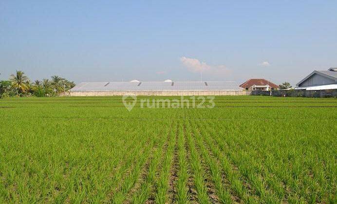 Dijual sawah di cianjur dengan 2 shm  1