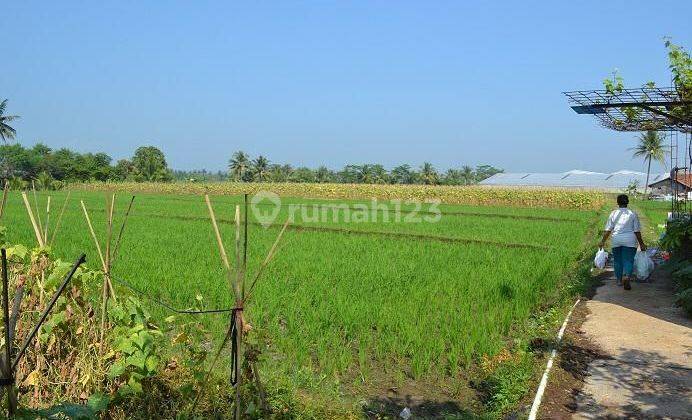 Dijual sawah di cianjur dengan 2 shm  2