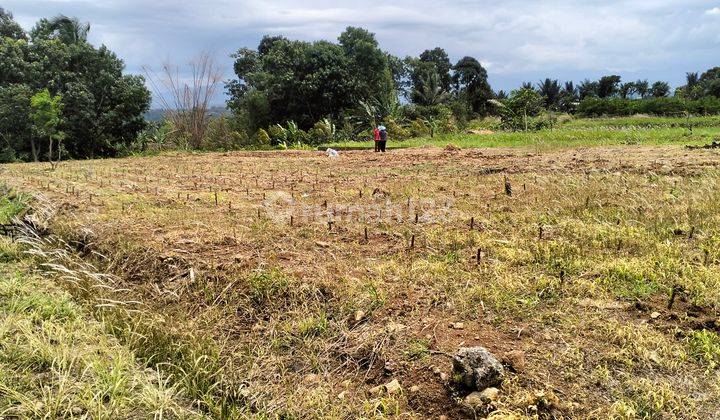 Tanah Datar Dan Padat Di Palasari Cijeruk Kab Bogor 2