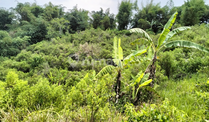 Dijual/Disewa Tanah kebun di Tugujaya, Cigombong - Kab Bogor