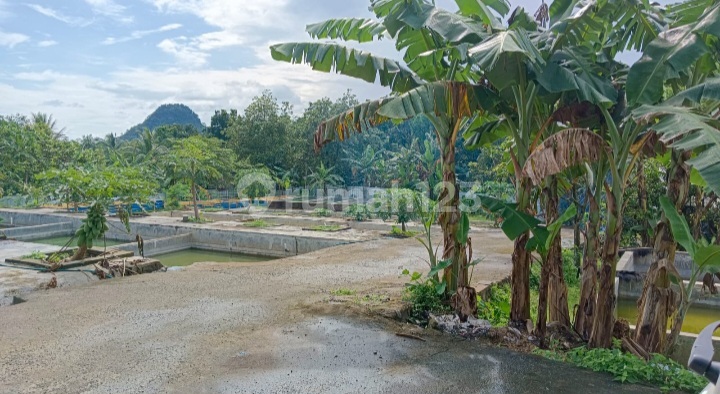 For Sale 5800 m2 Land Plantation & Fish Pond Gunung Munara Rumpin Bogor Ready for Farming For Sale 5800 m2 Land Plantation & Fish Pond Gunung Munara Rumpin Bogor Ready for Farming