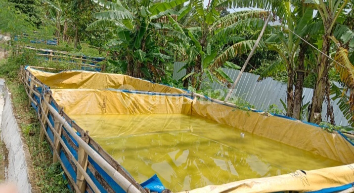 For Sale 5800 m2 Land Plantation & Fish Pond Gunung Munara Rumpin Bogor Ready for Farming For Sale 5800 m2 Land Plantation & Fish Pond Gunung Munara Rumpin Bogor Ready for Farming