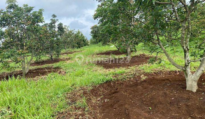 TANAH Di SUKABUMI PERKEBUNAN ALPUKAT, JUAL MURAH 2