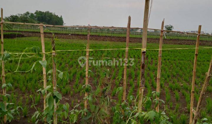 Dijual Sawah Menganti Gresik 1