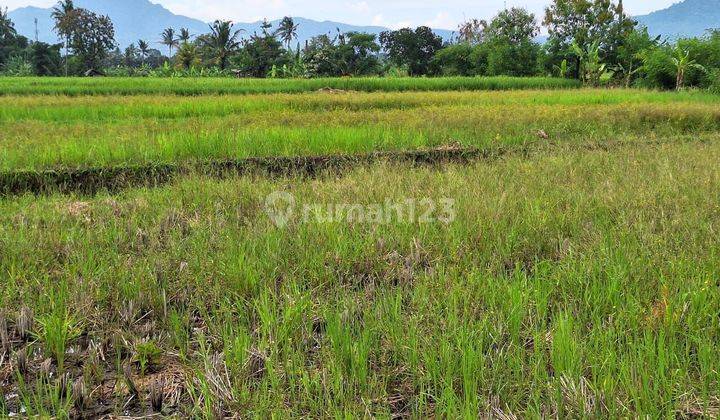 Tanah Sawah Murah dekat dengan jalan sangat menguntungkan 1