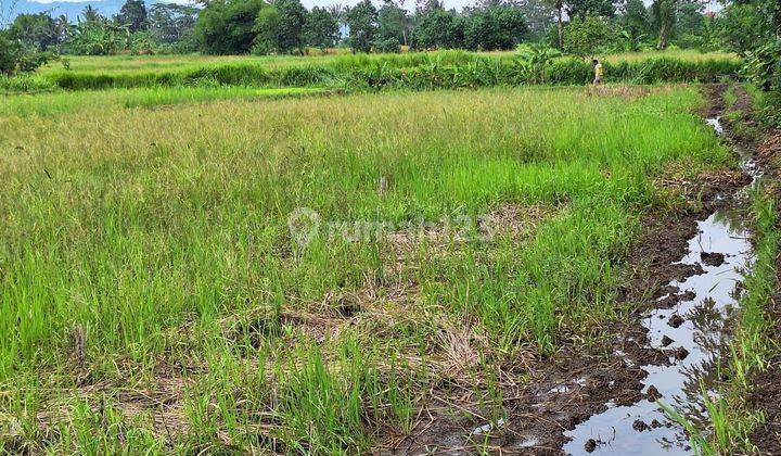 Tanah Sawah Murah dekat dengan jalan sangat menguntungkan 2