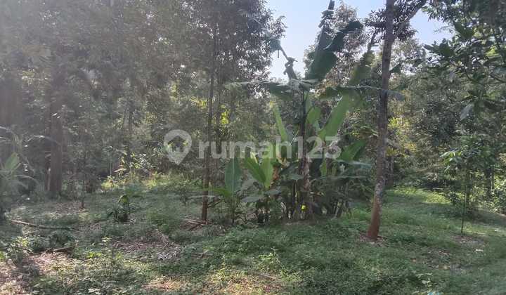 Tanah Kebun Durian Dijual SHM Hak Milik di Dkt Lap Bola Siroto Kel Gunungpati Semarang Selatan 2