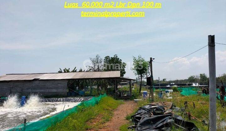 Zona Kuning, Tambak Dijual Udang Faname Dn Bandeng SHM 6 Ha di Kartika Jaya Patebon Kendal 2