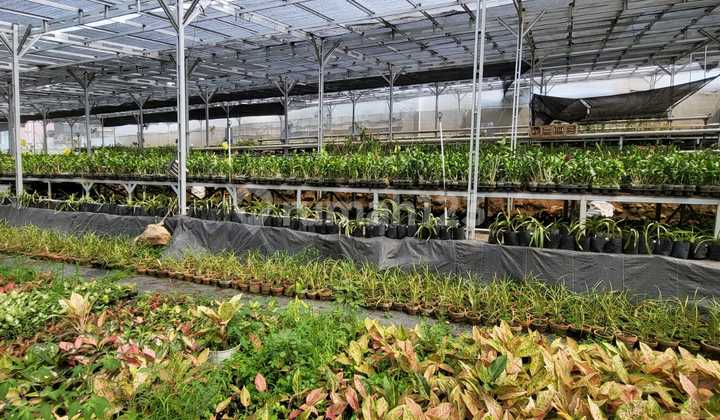 Tanah Dijual SHM Hak Milik Utk Hotel di Jl Raya Jimbaran Bandungan Kab Semarang 2