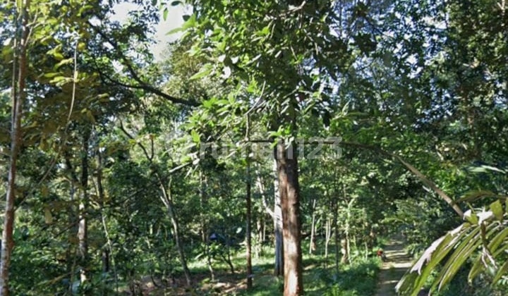 Tanah Kebun Durian Dijual SHM Hak Milik di Dkt Lap Bola Siroto Kel Gunungpati Semarang Selatan