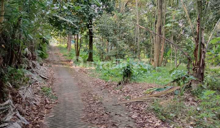 Tanah Kebun Durian Dijual SHM Hak Milik di Dkt Lap Bola Siroto Kel Gunungpati Semarang Selatan 1