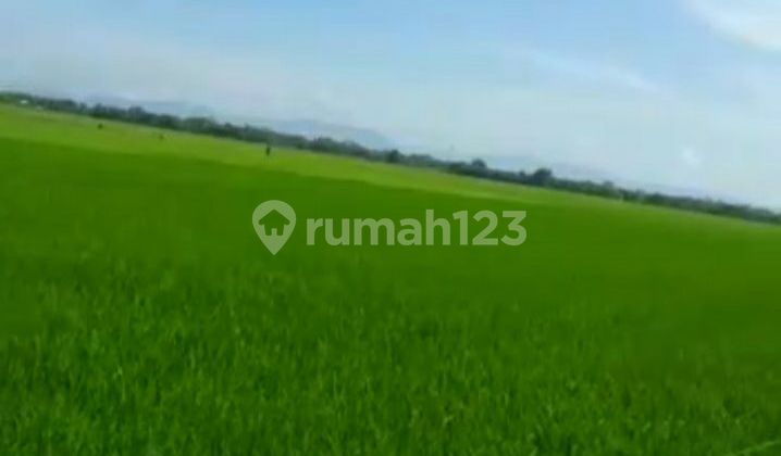 Di Jual Murah Tanah Sawah Produktif Siap Panen