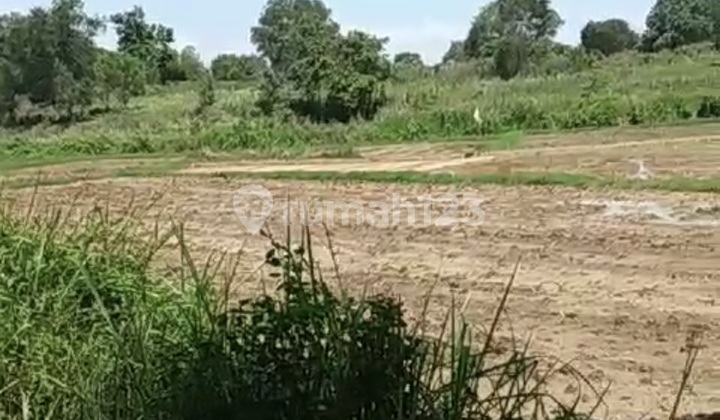 Tanah Murah di Tenjo Bogor, Cocok Untuk Investasi 1