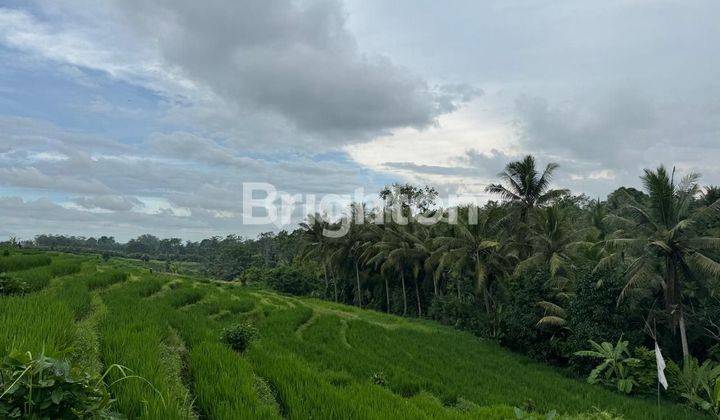 Tanah Sawah Di Desa Gulingan Mengwi Badung Bali 1