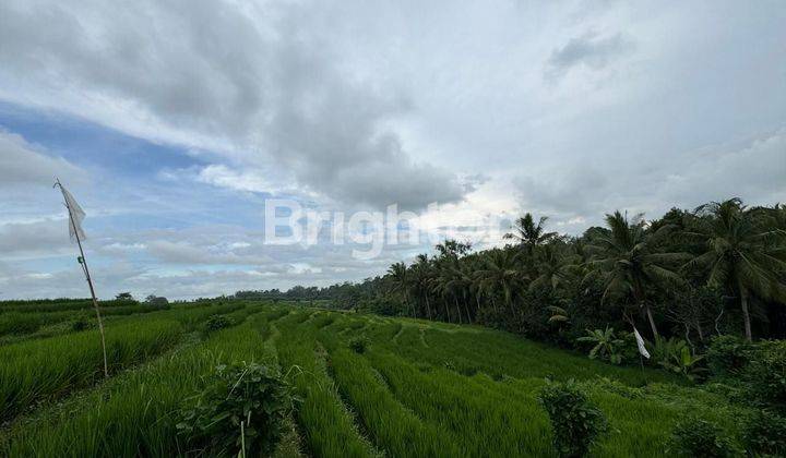 Tanah Sawah Di Desa Gulingan Mengwi Badung Bali 2