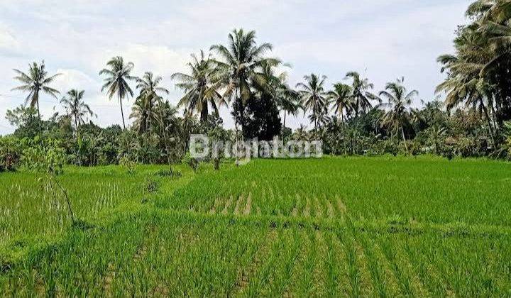 Tanah 30 Are Di Payangan Gianyar Dekat Padma Ubud 2