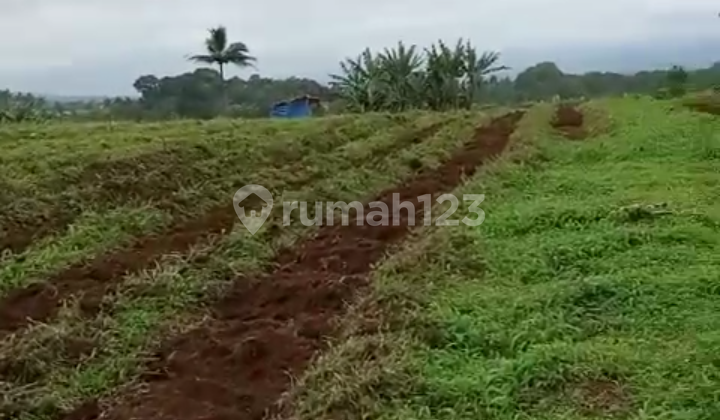 Di Jual Tanah Kebun Datar SHM di Sukabumi Di Jual Tanah Kebun Datar SHM di Sukabumi