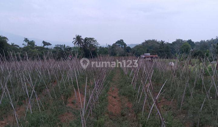 di Jual Lahan Kebun Subur Dengan View Gunung di Tapos Ciawi 1