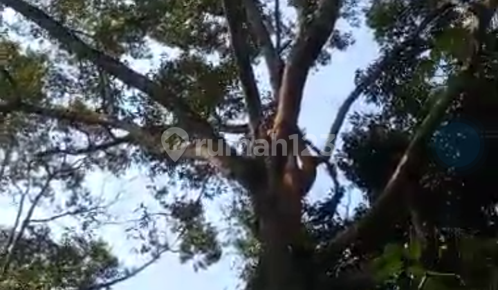 Di Jual Tanah Kebun Durian Dan Manggis Di Leuwiliang Di Jual Tanah Kebun Durian Dan Manggis Di Leuwiliang