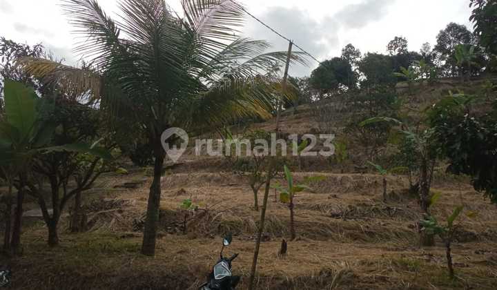 Di Jual Lahan Perkebunan Durian/manggis/lengkeng Di Leuwisadeng Bogor Barat 2