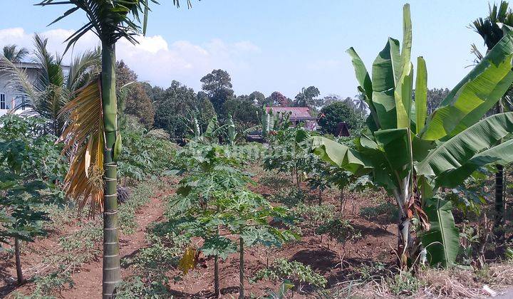 di Jual Tanah Kebun di Cimande Caringin 1