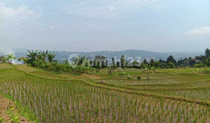 Di Jual Tanah Kebun dan Sawah di Megamendung Di Jual Tanah Kebun dan Sawah di Megamendung