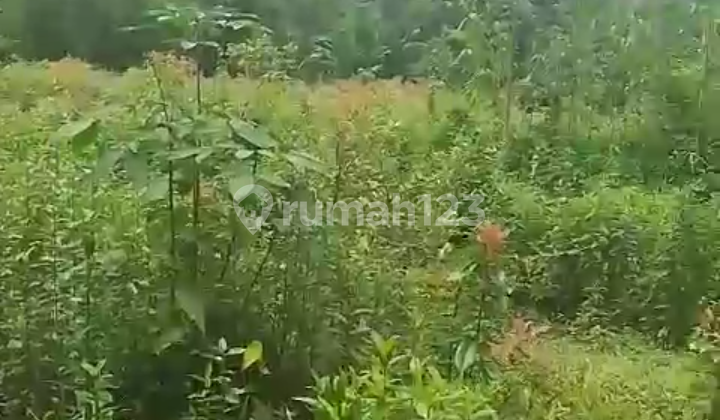 Land for Sale for Farming in Jasinga Bogor West