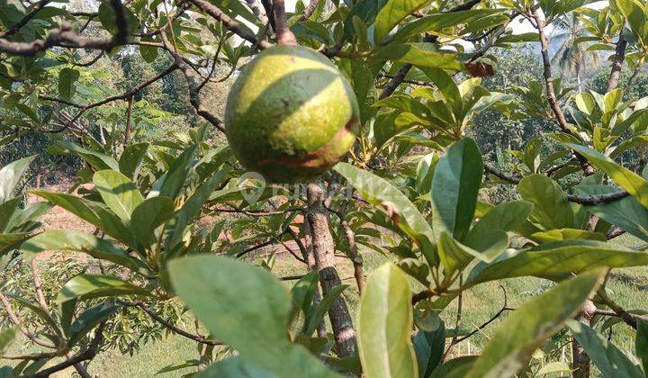 di Jual Perkebunan Alpukat di Cigudeg Bogor 1